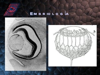 Embriología 