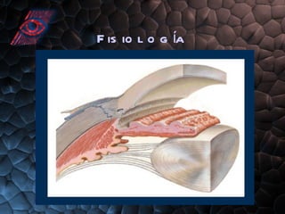 Fisiología 