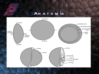 Anatomía 