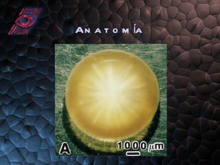 Anatomía 