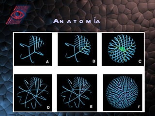 Anatomía 