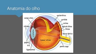 Anatomia do olho
 