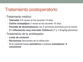 Tratamiento postoperatorio
• Tratamiento médico:
• Tobradex 5-6 veces al día durante 14 días.
• Colirio ciclopléjico 3 veces al día durante 15 días.
• Pomada de dexametasona, las 2 primeras semanas por la noche.
• En inflamación muy marcada: Estilsona (1 y 1,5mg/kg peso/día)
• Tratamiento de la ambliopatía:
• Lente de contacto
• Revisiones frecuentes de la refracción
• Si la catarata fuese asimétrica o hubiese estrabismo 
oclusiones
 