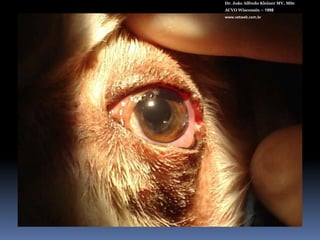 Acrivet 60 VDr. João Alfredo Kleiner MV, MScACVO Wisconsin – 1998www.vetweb.com.brBiconvexaPara sacos capsulares cães. Incisão de 3,2 mmPeça única25% de água e acrílico hidrofílico Filtro UVAbertura lentaDiâmetro total: 12 / 13 / 14 mm Diâmetro óptico: 6,5 mmBordas anguladasAngulação de alça de 0 0+41 D (cães)Esterilizado em autoclave.