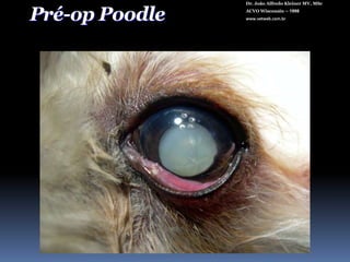 Dr. João Alfredo Kleiner MV, MScACVO Wisconsin – 1998www.vetweb.com.br