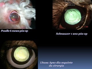 Dr. João Alfredo Kleiner MV, MScACVO Wisconsin – 1998www.vetweb.com.brIMPLANTE DE LIO					PASSO A PASSO