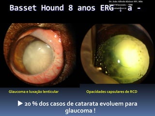 Dr. João Alfredo Kleiner MV, MScACVO Wisconsin – 1998www.vetweb.com.br