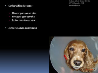 Pré-op PoodleDr. João Alfredo Kleiner MV, MScACVO Wisconsin – 1998www.vetweb.com.br