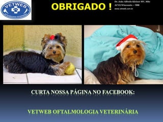 Dr. João Alfredo Kleiner MV, MScACVO Wisconsin – 1998www.vetweb.com.brBasset Hound 8 anos ERG ↓ a -Glaucoma e luxação lenticularOpacidades capsulares de RCD 20 % dos casos de catarata evoluem para glaucoma !