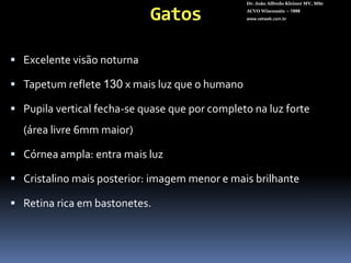 GatosDr. João Alfredo Kleiner MV, MScACVO Wisconsin – 1998www.vetweb.com.brExcelente visão noturnaTapetum reflete 130 x mais luz que o humanoPupila vertical fecha-se quase que por completo na luz forte (área livre 6mm maior)Córnea ampla: entra mais luz Cristalino mais posterior: imagem menor e mais brilhanteRetina rica em bastonetes.