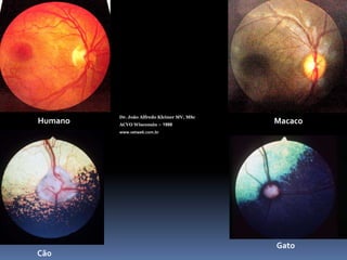 Dr. João Alfredo Kleiner MV, MScACVO Wisconsin – 1998www.vetweb.com.brHumanoMacacoGatoCão