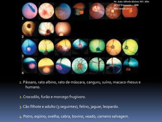 Dr. João Alfredo Kleiner MV, MScACVO Wisconsin – 1998www.vetweb.com.br1. Pássaro, rato albino, rato de máscara, canguru, suíno, macaco rhesus e humano.2. Crocodilo, furão e morcego frugívoro.3. Cão filhote e adulto (3 seguintes), felino, jaguar, leopardo.4. Potro, eqüino, ovelha, cabra, bovino, veado, carneiro selvagem.