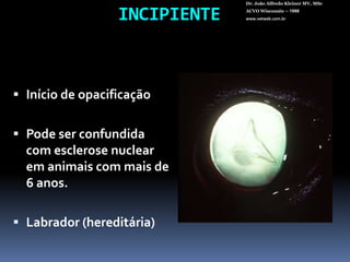 INCIPIENTEDr. João Alfredo Kleiner MV, MScACVO Wisconsin – 1998www.vetweb.com.brInício de opacificaçãoPode ser confundida com esclerose nuclear em animais com mais de 6 anos.Labrador (hereditária)