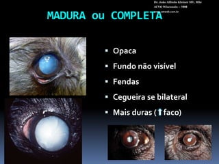 Dr. João Alfredo Kleiner MV, MScACVO Wisconsin – 1998www.vetweb.com.brMADURA ou COMPLETAOpacaFundo não visívelFendasCegueira se bilateralMais duras (  ⁭  faco)