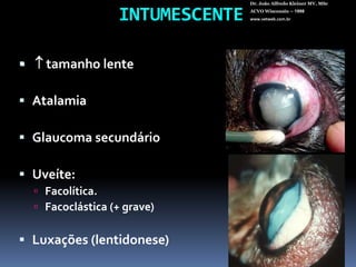 INTUMESCENTEDr. João Alfredo Kleiner MV, MScACVO Wisconsin – 1998www.vetweb.com.br tamanho lenteAtalamiaGlaucoma secundárioUveíte:Facolítica.Facoclástica (+ grave)Luxações (lentidonese)