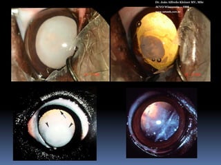 Sedimentação nuclear