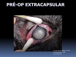 DISCISSÃODr. João Alfredo Kleiner MV, MScACVO Wisconsin – 1998www.vetweb.com.brAnimais novosCataratas líquidas