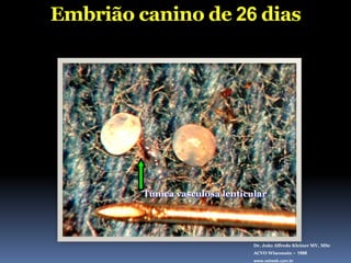 Embrião canino de 26 diasTúnica vasculosa lenticularDr. João Alfredo Kleiner MV, MScACVO Wisconsin – 1998www.vetweb.com.br