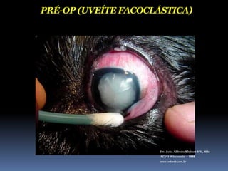 Olho secoDr. João Alfredo Kleiner MV, MScACVO Wisconsin – 1998www.vetweb.com.br