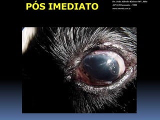 PRÉ-OP EXTRACAPSULARDr. João Alfredo Kleiner MV, MScACVO Wisconsin – 1998www.vetweb.com.br