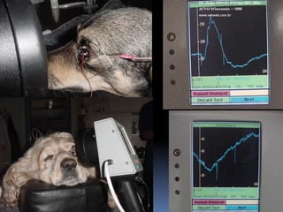 FACOEMULSIFICAÇÃODr. João Alfredo Kleiner MV, MScACVO Wisconsin – 1998www.vetweb.com.br