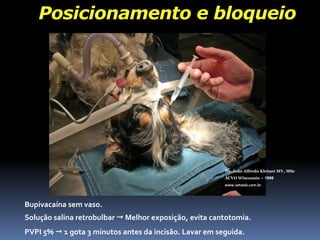 Animais MUITO agressivos !