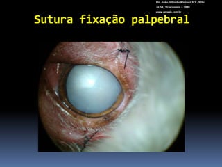 Dr. João Alfredo Kleiner MV, MScACVO Wisconsin – 1998www.vetweb.com.br