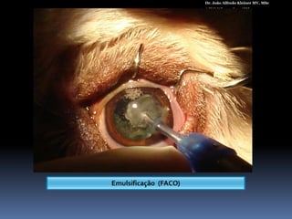 Dr. João Alfredo Kleiner MV, MScACVO Wisconsin – 1998www.vetweb.com.br