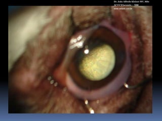 Posicionamento e bloqueioDr. João Alfredo Kleiner MV, MScACVO Wisconsin – 1998www.vetweb.com.brBupivacaína sem vaso.Solução salina retrobulbar  Melhor exposição, evita cantotomia.PVPI 5%  1 gota 3 minutos antes da incisão. Lavar em seguida.