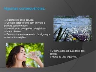 Algumas consequências:
o Ingestão de água poluída;
o Contato estabelecido com animais e
plantas contaminados;
o Multiplicação dos genes patogénicos;
o Maus cheiros;
o Desenvolvimento excessivo de algas que
absorvem o oxigénio;
o Deterioração da qualidade das
águas;
o Morte da vida aquática.
 