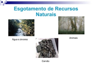 Esgotamento de Recursos Naturais Água e árvores Animais Carvão 