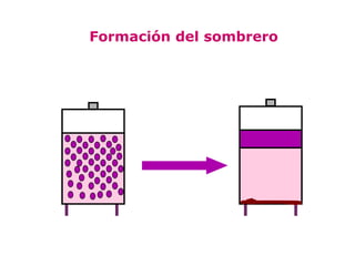 Formación del sombrero
 