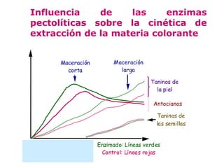 Influencia    de    las     enzimas
  pectolíticas sobre la cinética de
  extracción de la materia colorante


             Maceración         Maceración
               corta              larga

                                              Taninos de
                                                la piel

                                               Antocianos

                                                Taninos de
                                                las semillas


Antocianos: Línea continua Enzimado: Líneas verdes
Taninos: Línea discontinua  Control: Líneas rojas
 