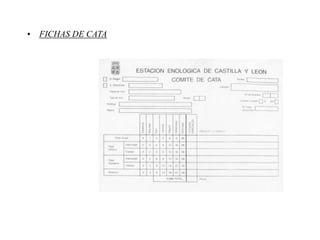 • FICHAS DE CATA
 
