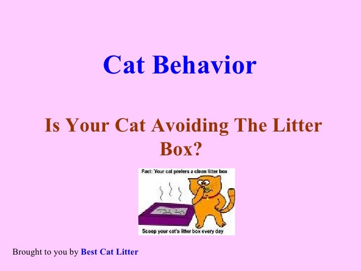 Cat Avoiding Litter Box
