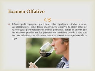 Examen Olfativo 
 
 1. Sostenga la copa por el pie o base, entre el pulgar y el índice, a fin de 
ver claramente el vino. Haga una primera tentativa de olerlo antes de 
hacerlo girar para percibir sus aromas primarios. Tenga en cuenta que 
los alcoholes pueden ser los primeros en percibirse debido a que son 
los mas volátiles y se ubican en las capas aromáticas superiores de la 
copa. 
 