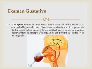 Examen Gustativo 
 
 1. Ataque.- Se trata de las primeras sensaciones percibidas una vez que 
el vino ha llegado a la boca. Observaremos si notamos picor (presencia 
de burbujas), sabor dulce, y la untuosidad que produce la glicerina, 
observaremos el tiempo que tardamos en percibir la acidez y la 
astringencia. 
 