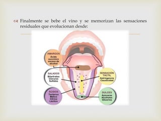  Finalmente se bebe el vino y se memorizan las sensaciones 
residuales que evolucionan desde: 
 
 