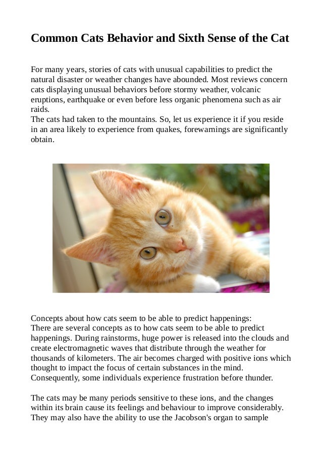 Cat Food Advisor Cat Food Advisor