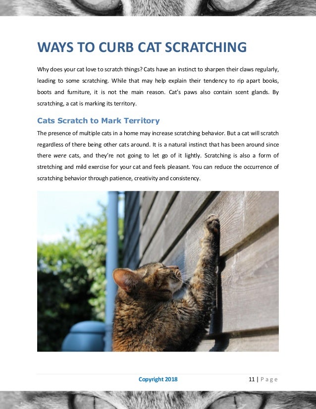 Cat behavior problems and how to solve them