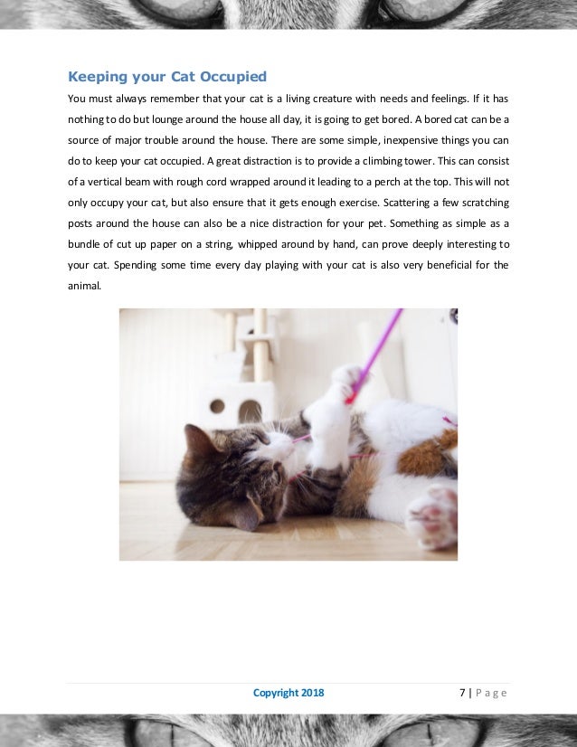 Cat behavior problems and how to solve them