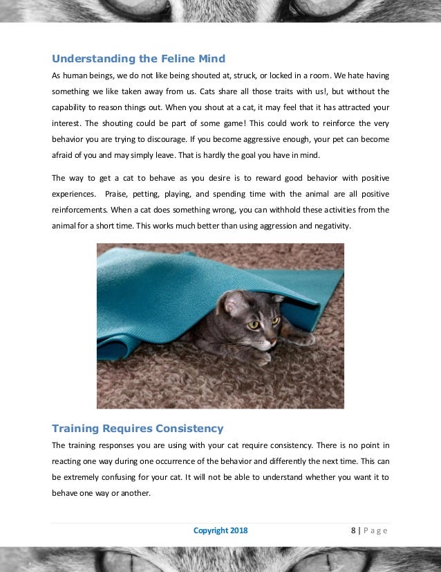 Cat behavior problems and how to solve them