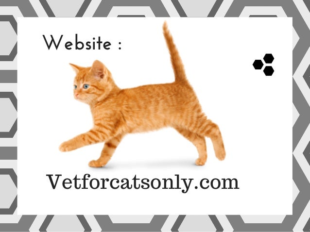 Affordable Veterinarian West Palm Beach Affordable Veterinarian West Palm Beach