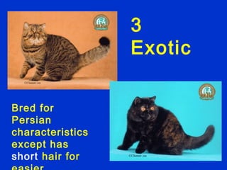 3
                  Exotic


Bred for
Persian
characteristics
except has
short hair for
 