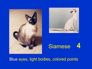 Siamese         4
Blue eyes, light bodies, colored points
 