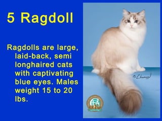 5 Ragdoll

Ragdolls are large,
 laid-back, semi
 longhaired cats
 with captivating
 blue eyes. Males
 weight 15 to 20
 lbs.
 