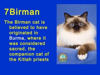 7Birman
The Birman cat is
  believed to have
  originated in
  Burma, where it
  was considered
  sacred, the
  companion cat of
  the Kittah priests
 