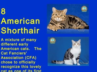 8
American
Shorthair
A mixture of many
different early
American cats. The
Cat Fanciers'
Association (CFA)
chose to officially
recognize this lovely
 