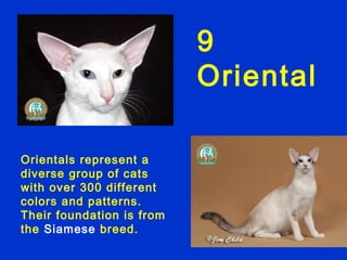 9
                           Oriental

Orientals represent a
diverse group of cats
with over 300 different
colors and patterns.
Their foundation is from
the Siamese breed.
 