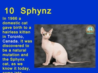 10 Sphynz
In 1966 a
domestic cat
gave birth to a
hairless kitten
in Toronto,
Canada. It was
discovered to
be a natural
mutation and
the Sphynx
cat, as we
know it today,
 